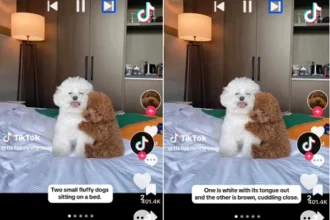 TikTok Introduces New Accessibility Features on Global Accessibility Awareness Day